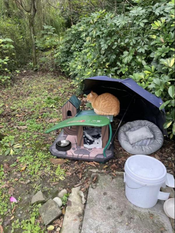 部落冲突联名PETKIT小佩宠物搭建公益猫屋，“流浪英雄小屋”高校安家